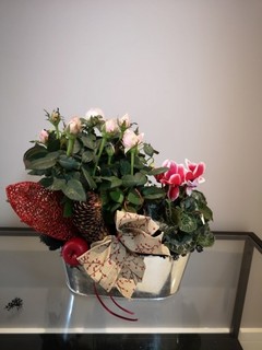 Pink or red rose and cyclamen planter decorated with Christmas decorations planted by florist in Croydon