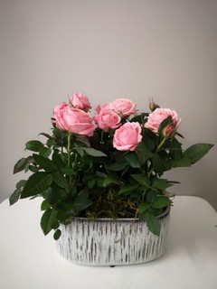 pink roses planter in ceramic oval pot from florist in Croydon available for delivery in Croydon, Surrey